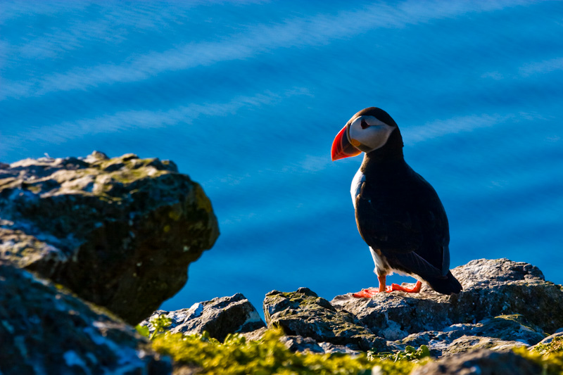 Atlantic Puffin